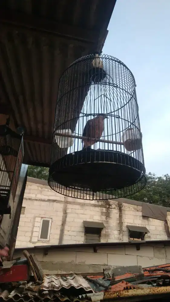 burung tekukur kuk 1 dan kandang besi