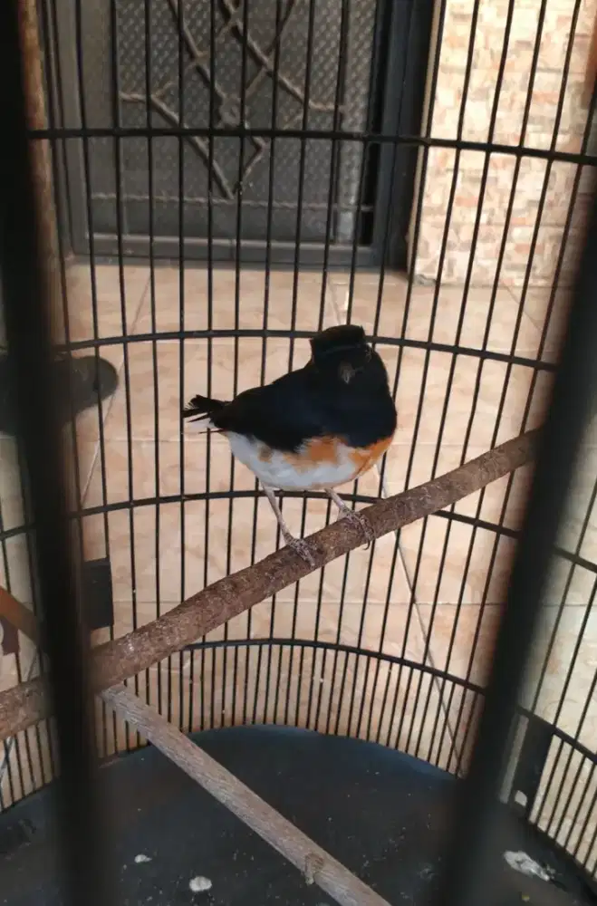 Burung murai lagi mabung