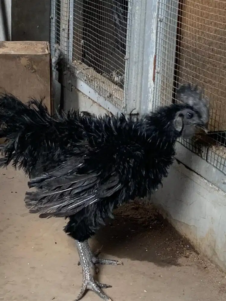 Cemani walik dewasa