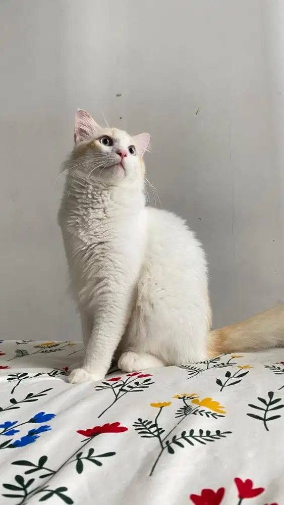 Open Adopt Persia Mainecoon
