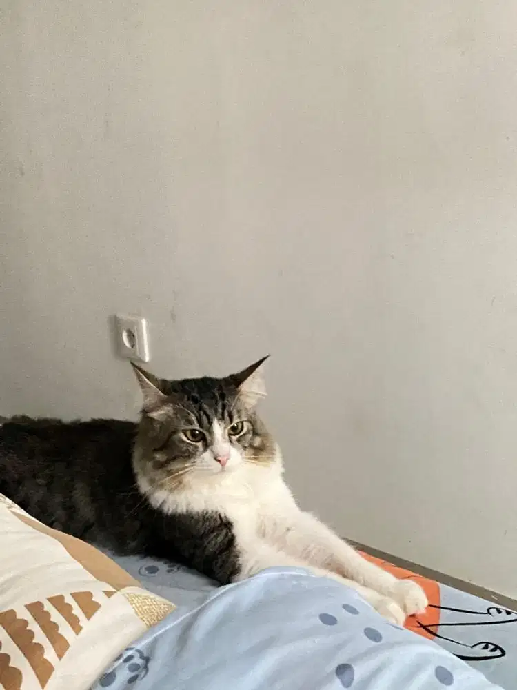 Open Adopt Persia Mainecoon