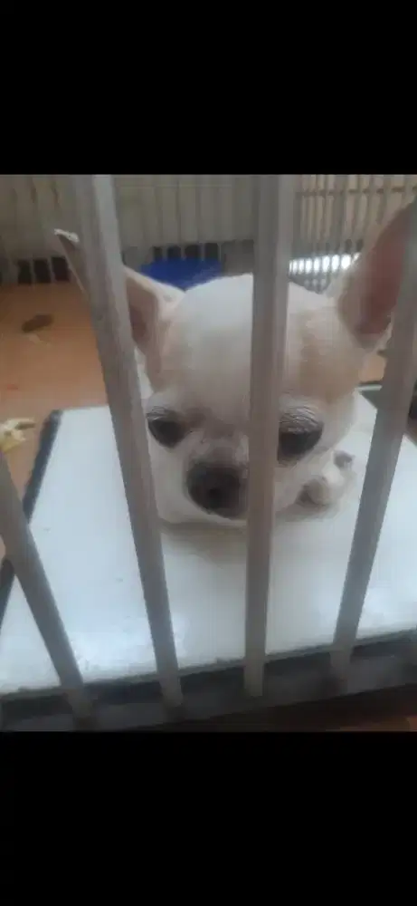 Jual Chiwawa dan PUG
