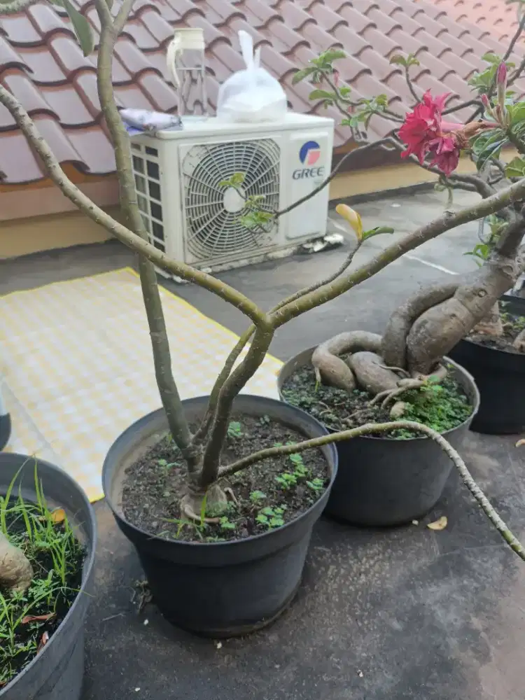 Bonsai Adenium  -- Kamboja jepang