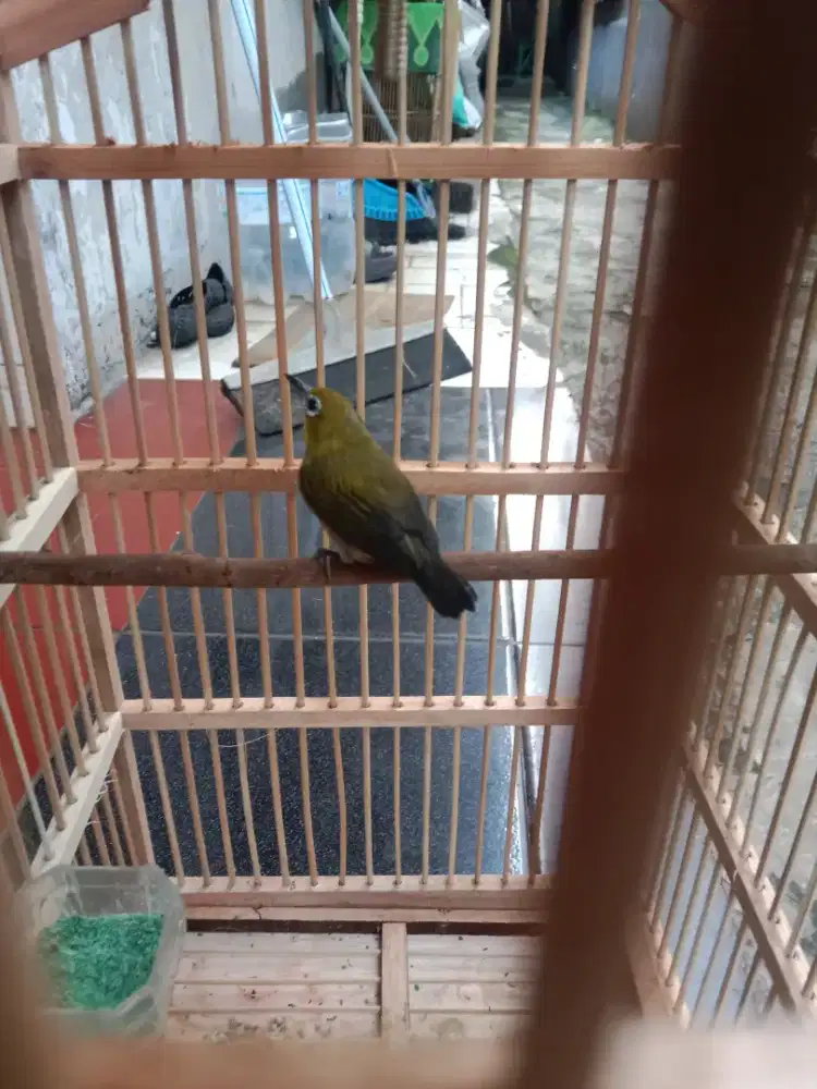 Burung prenjak bawah