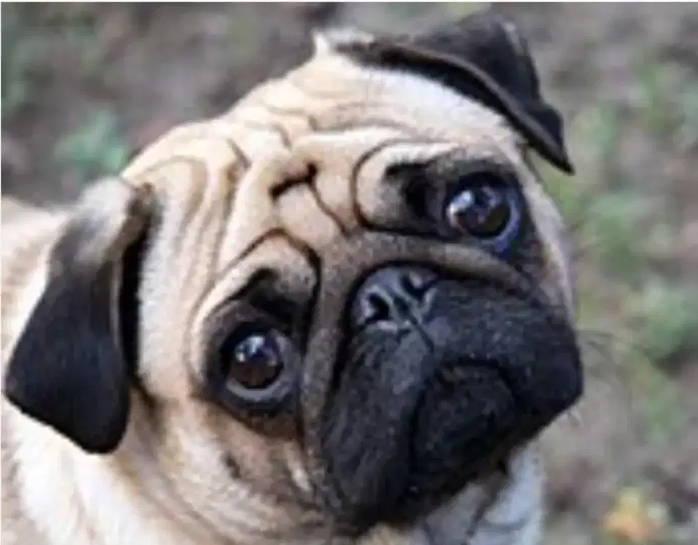 Jual PUG jantan