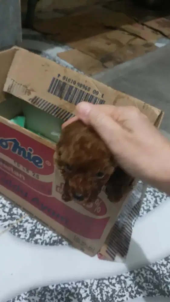 Poodle betina 2 bulan