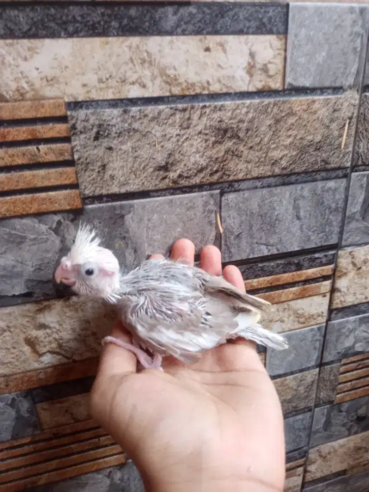 Lolohan burung Falk ready stock