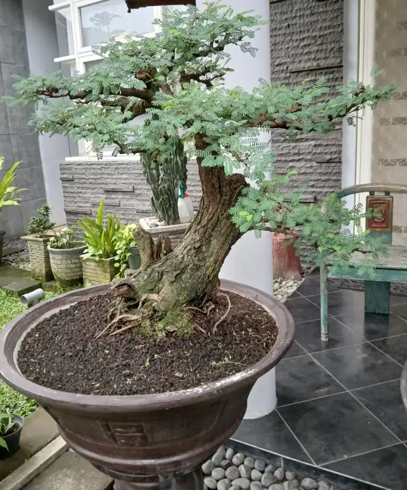 Bonzai ARABICA Rp. 2 jt