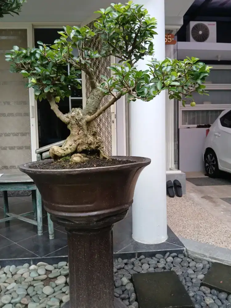 Bonzai TIANSHI Rp. 2  jt