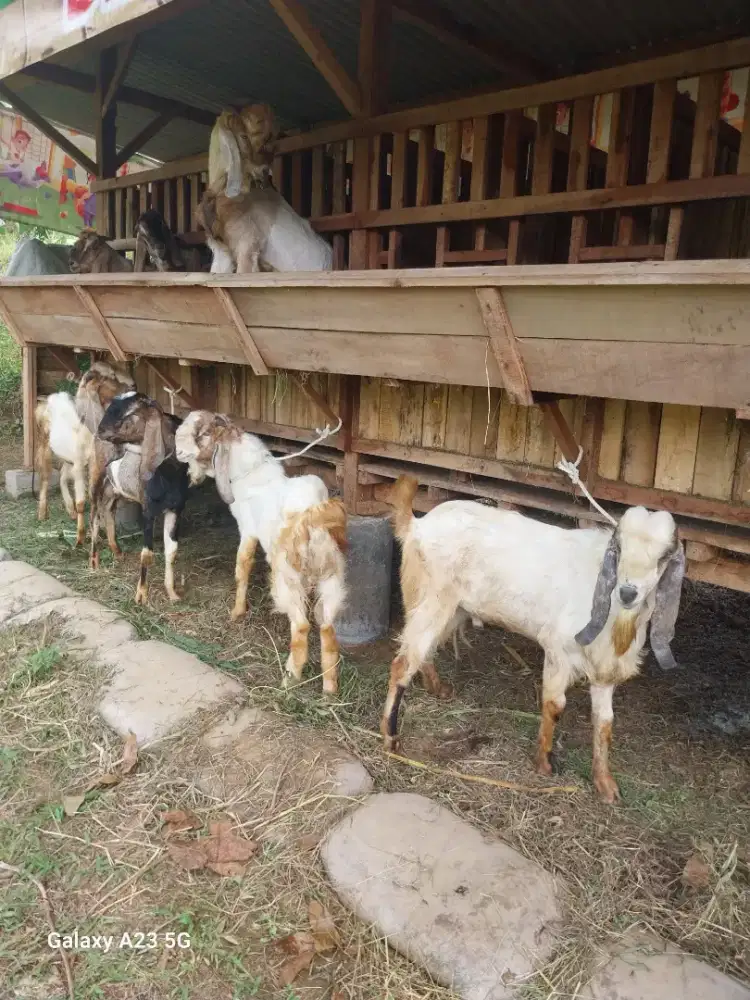 Kambing jantan poel