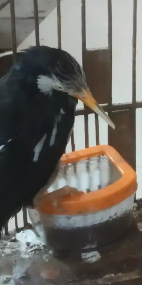 Burung Jalak Suren