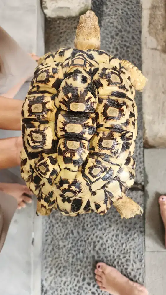 Adop pemilik baru kura kura pardalis ..