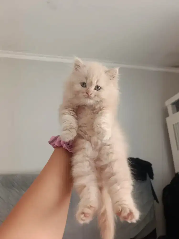 KUCING PERSIA CREAM GEMBUL