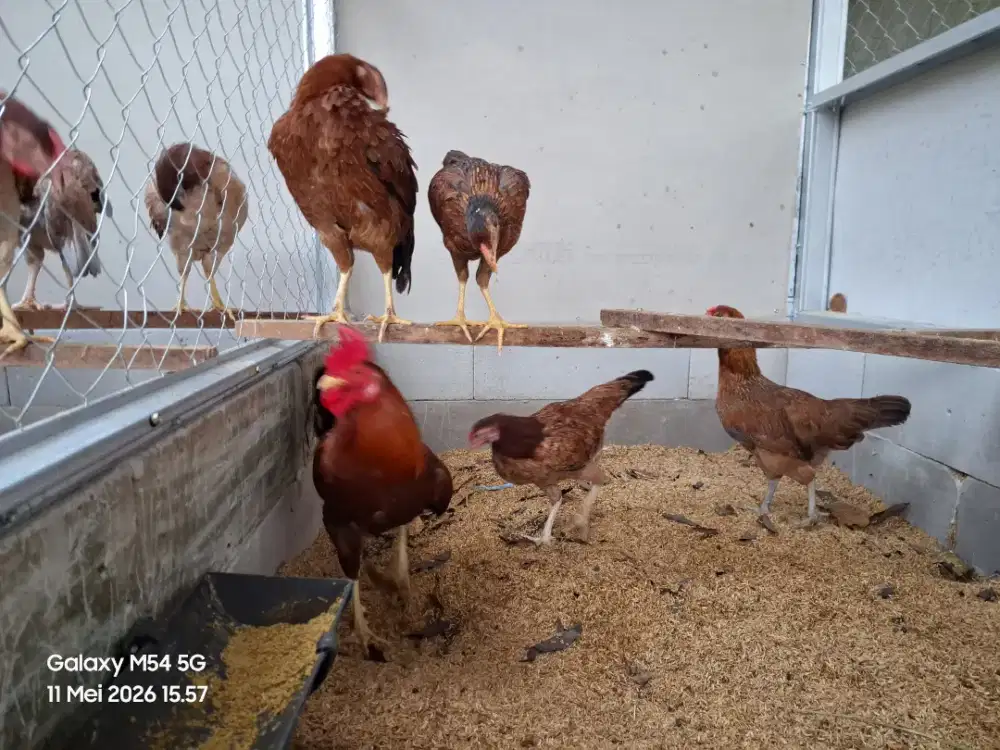 Indukan KUB 2 Janaka, KVG Farm