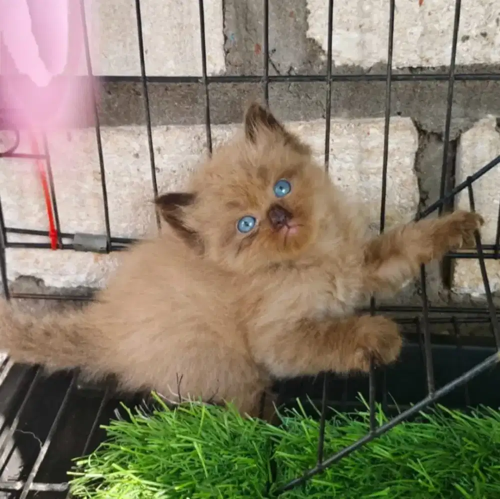 kucing persia Himalaya