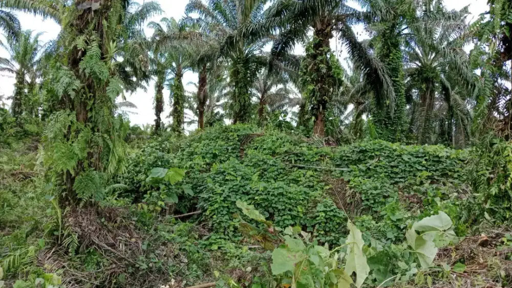 Di butuhkan segera untuk kerja sawit