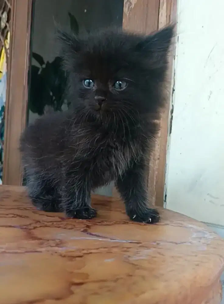 kucing Persia kitten