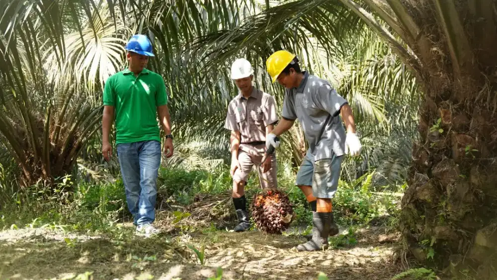mencari karyawan untuk perawatan kebun sawit