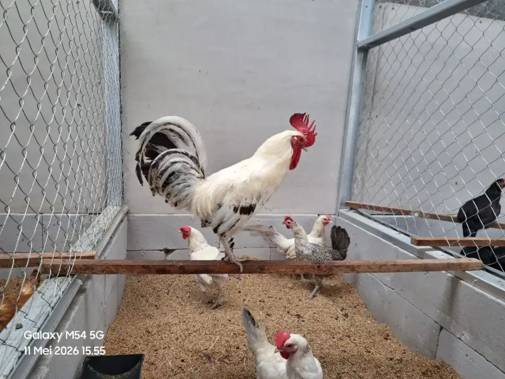 Indukan Ayam Elba