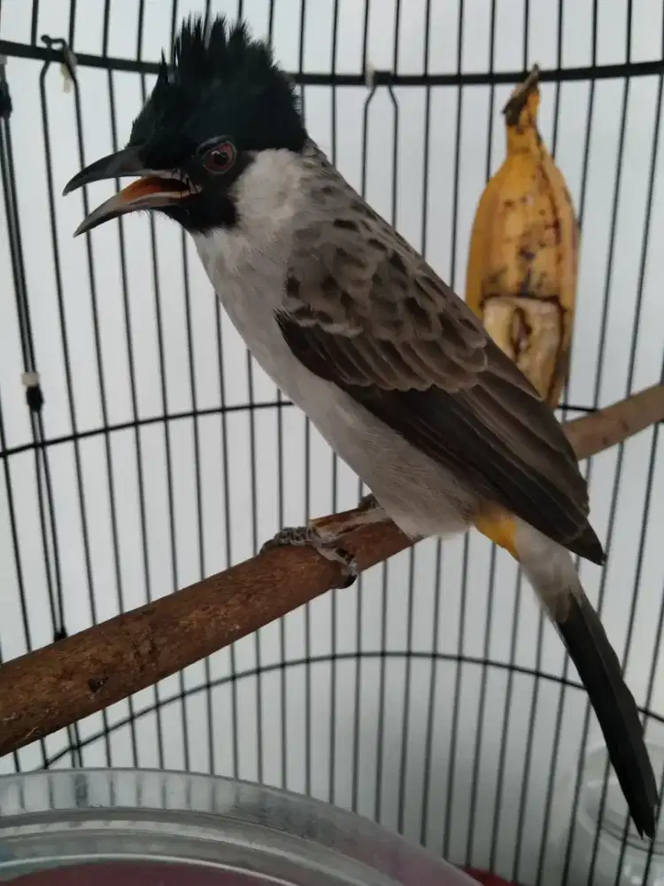 Burung kutilang prestasi