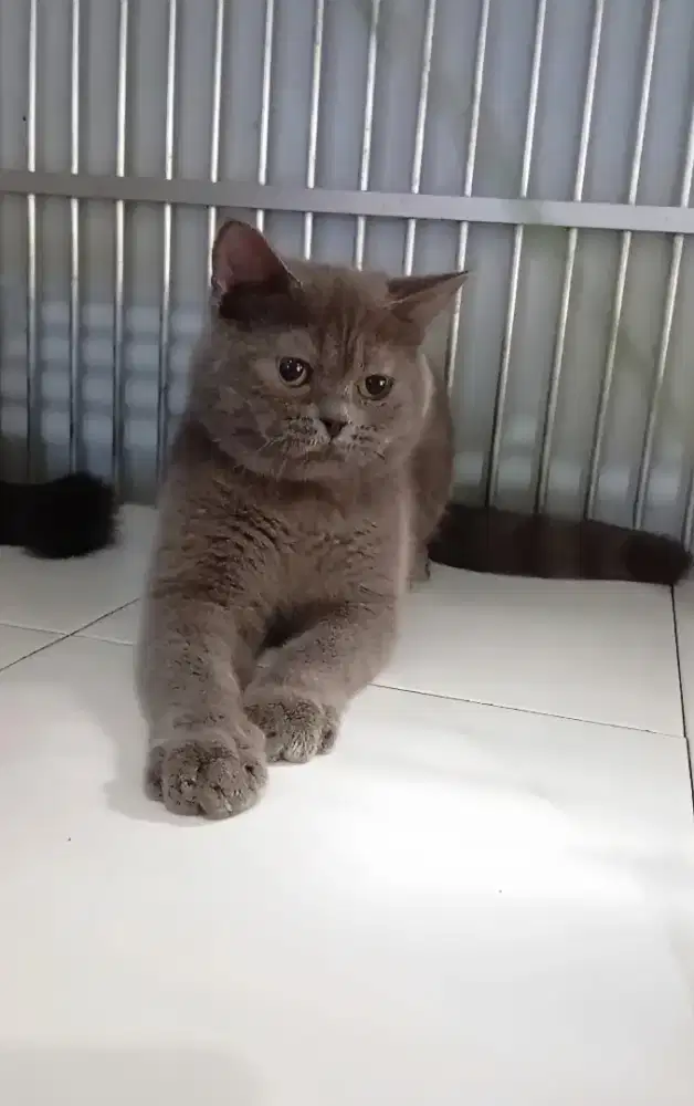 BRITISH SHORTHAIR/BSH BLUE