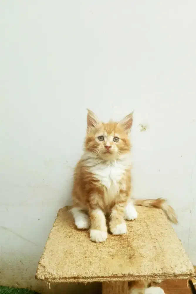 Kitten MaineCoon Betina Pure No mix. Garansi