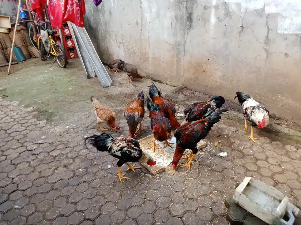 Ayam kampung Umur 7 bln 15 ekor