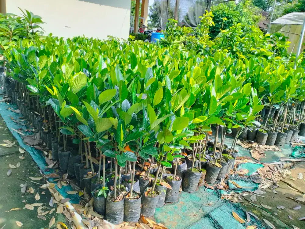 Bibit nangka j33