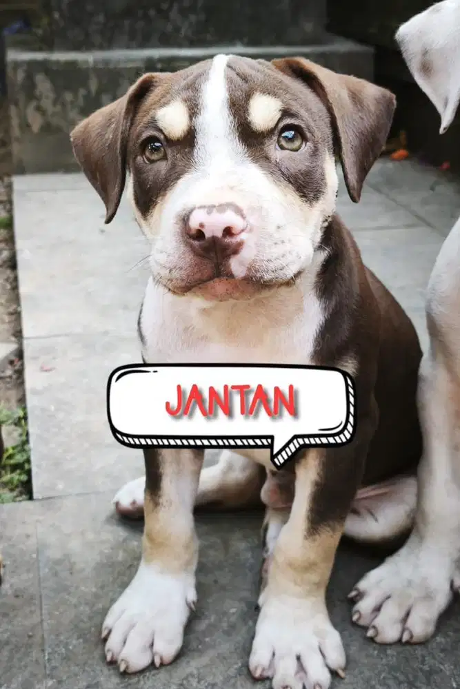 Puppies PITBULL