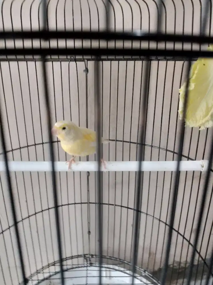 burung kenari jantan