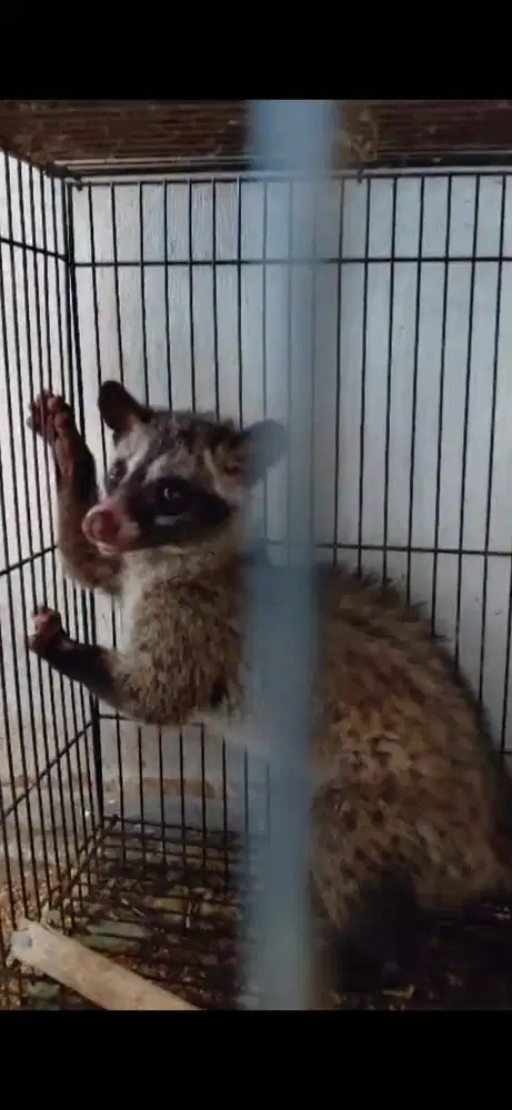 Musang Pandan Muda