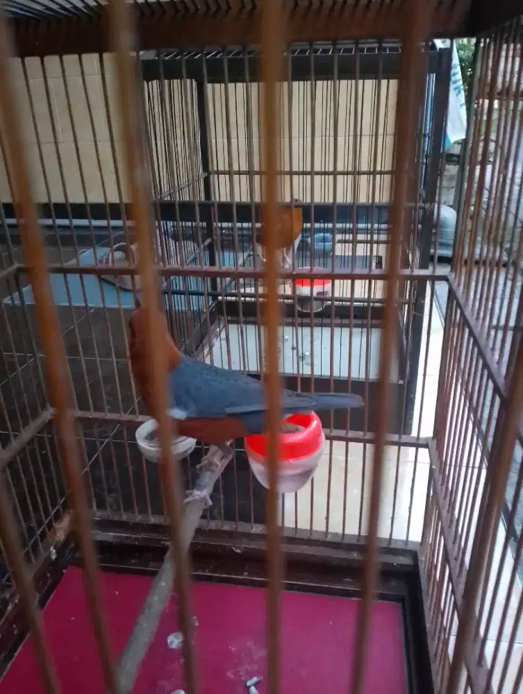 Anis merah borongan