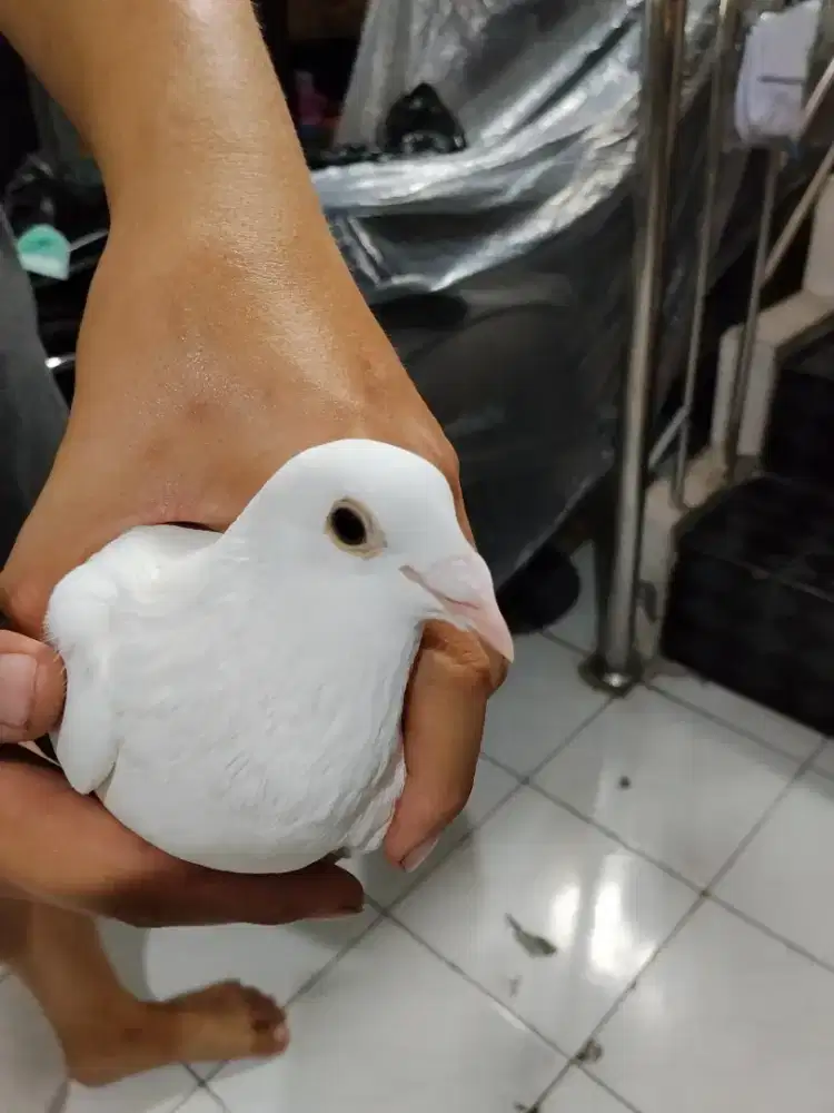Burung merpati putih