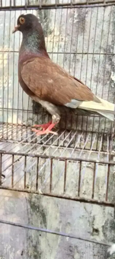 Bujangan burung dara
