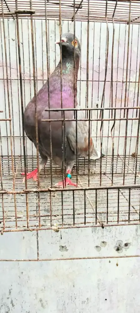 Bujangan burung dara