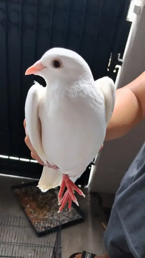 Burung merpati putih