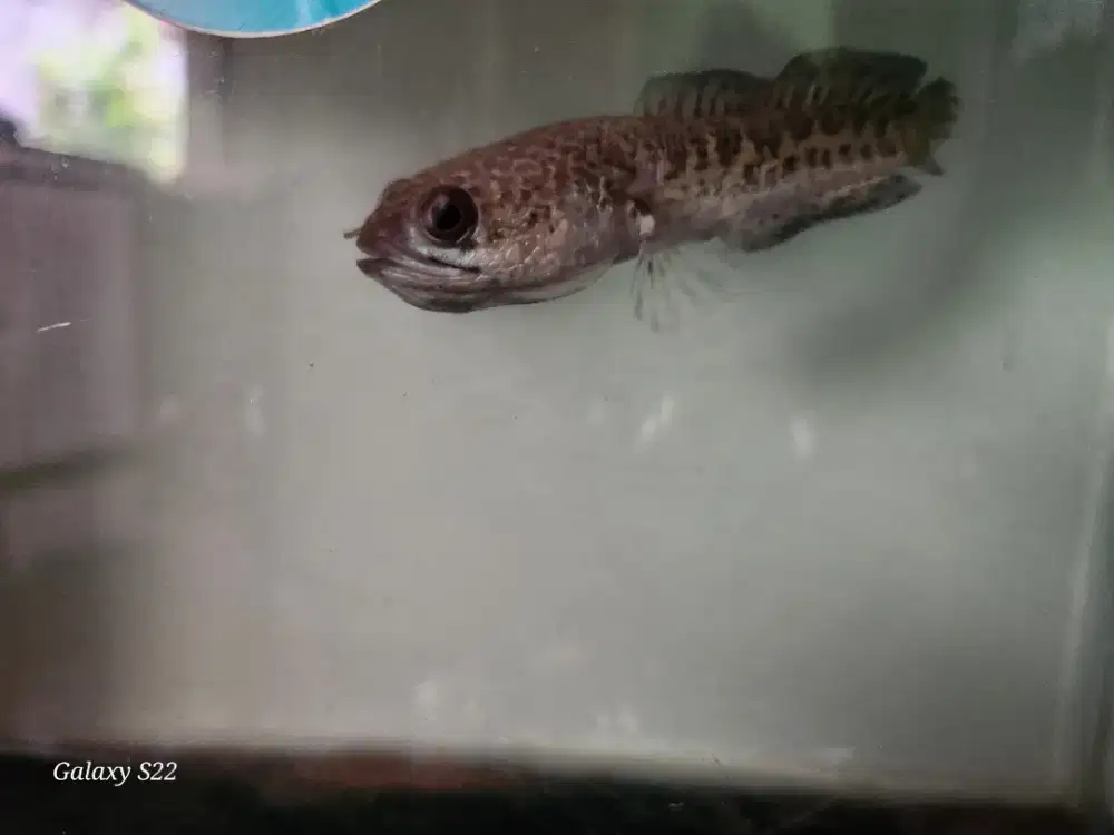 ikan Channa Auranti CB 8-9cm