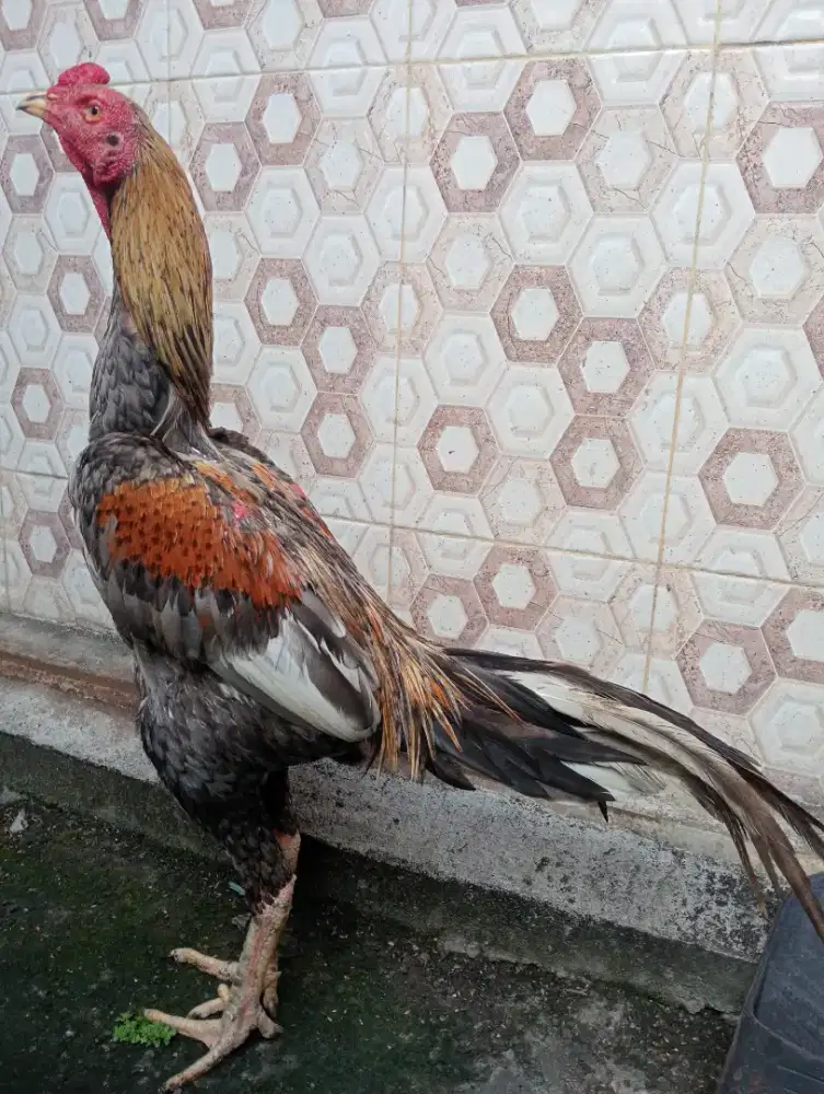 Ayam.bangkok jantan klawu win 1x