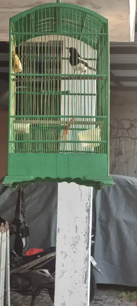 Burung Kacer Dada Putih