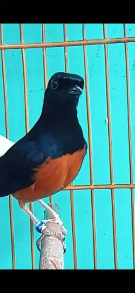 Murai Batu Bahorok Galur Murni