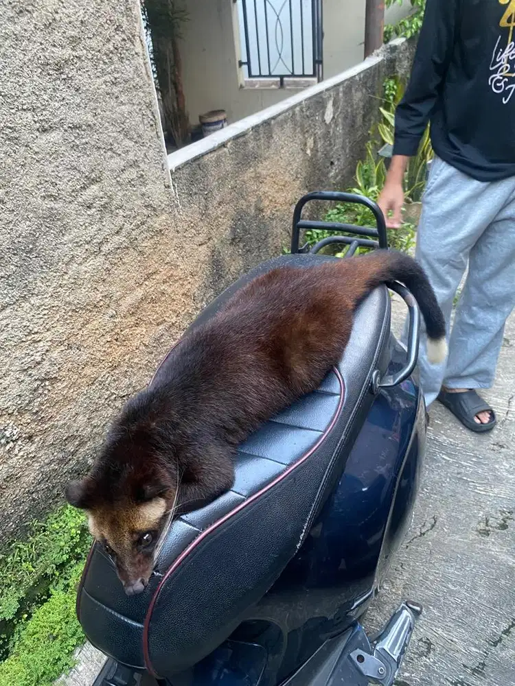 Musang Bulan Betina