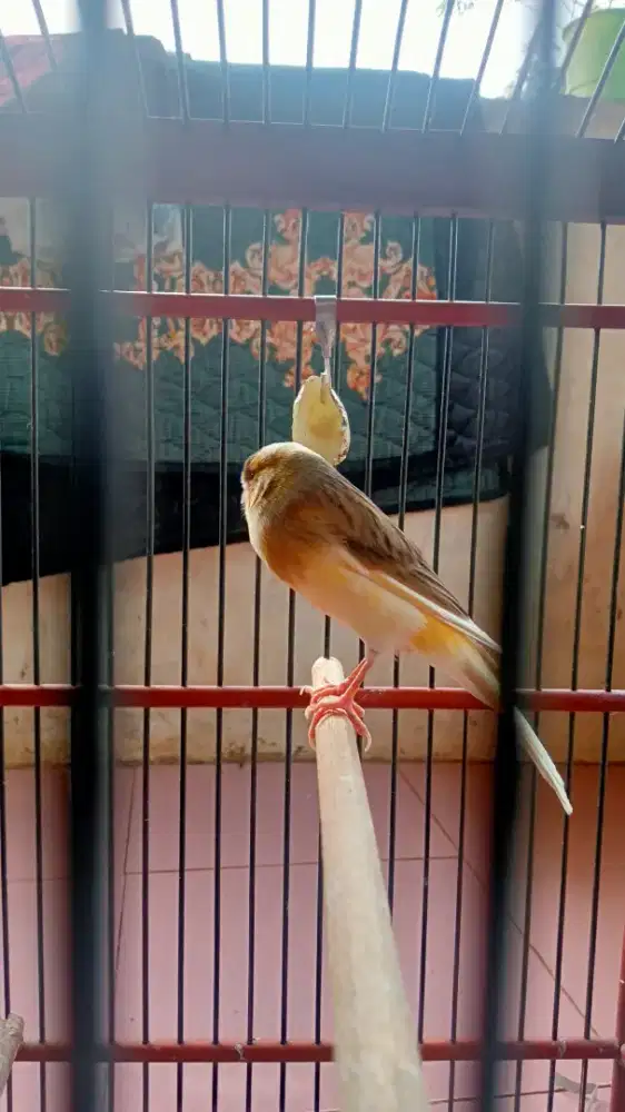 CANARY f1ys bon simetris