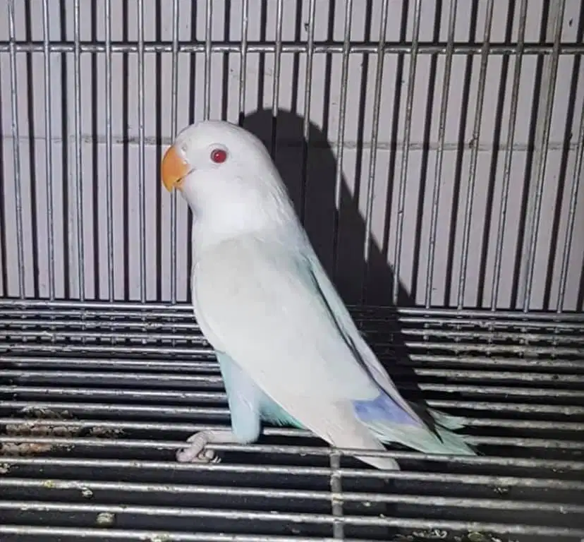Lovebird Pale Fallow Dan Lovebird Biola