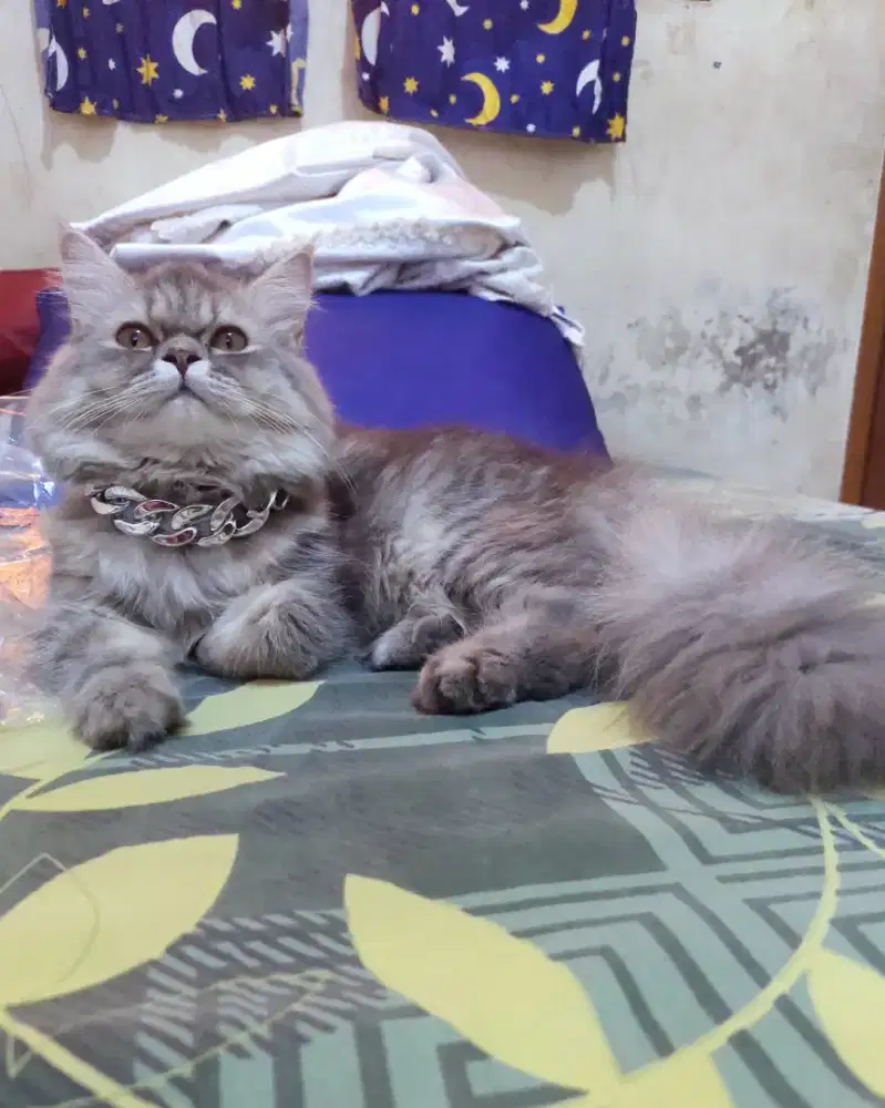 Persmed 2,5thn betina