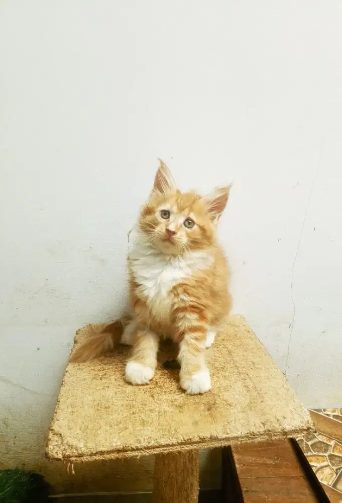 Kitten Betina MaineCoon Pure No mix. Garansi