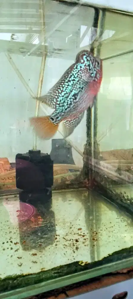 Louhan kamfa f3 mata putih two tone