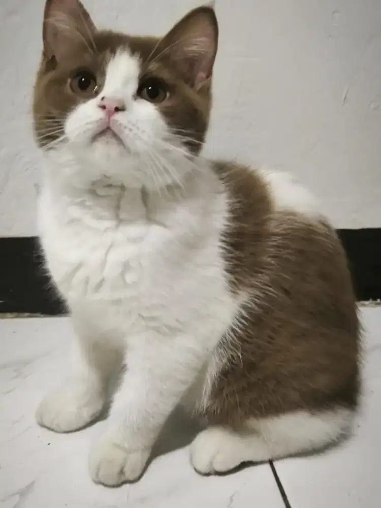 British shorthair bico cinnamon