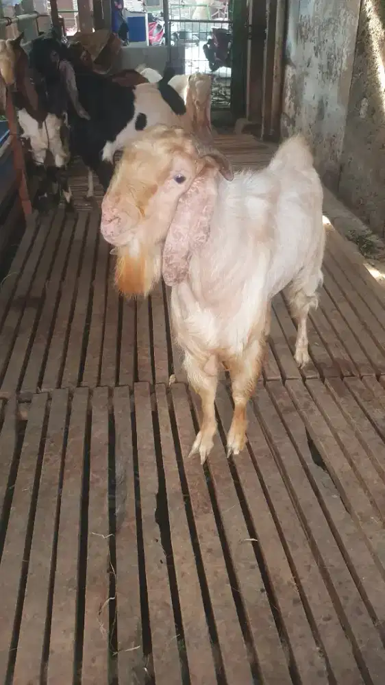 SALE KAMBING JAWA
