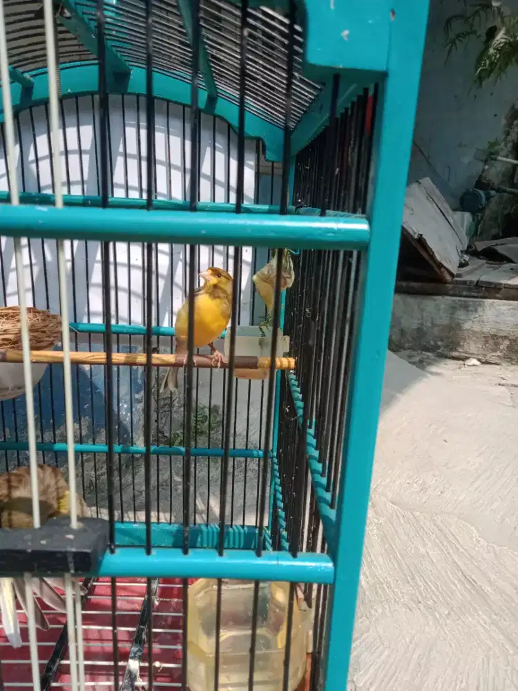 Dijual kenari sepasang seri AF