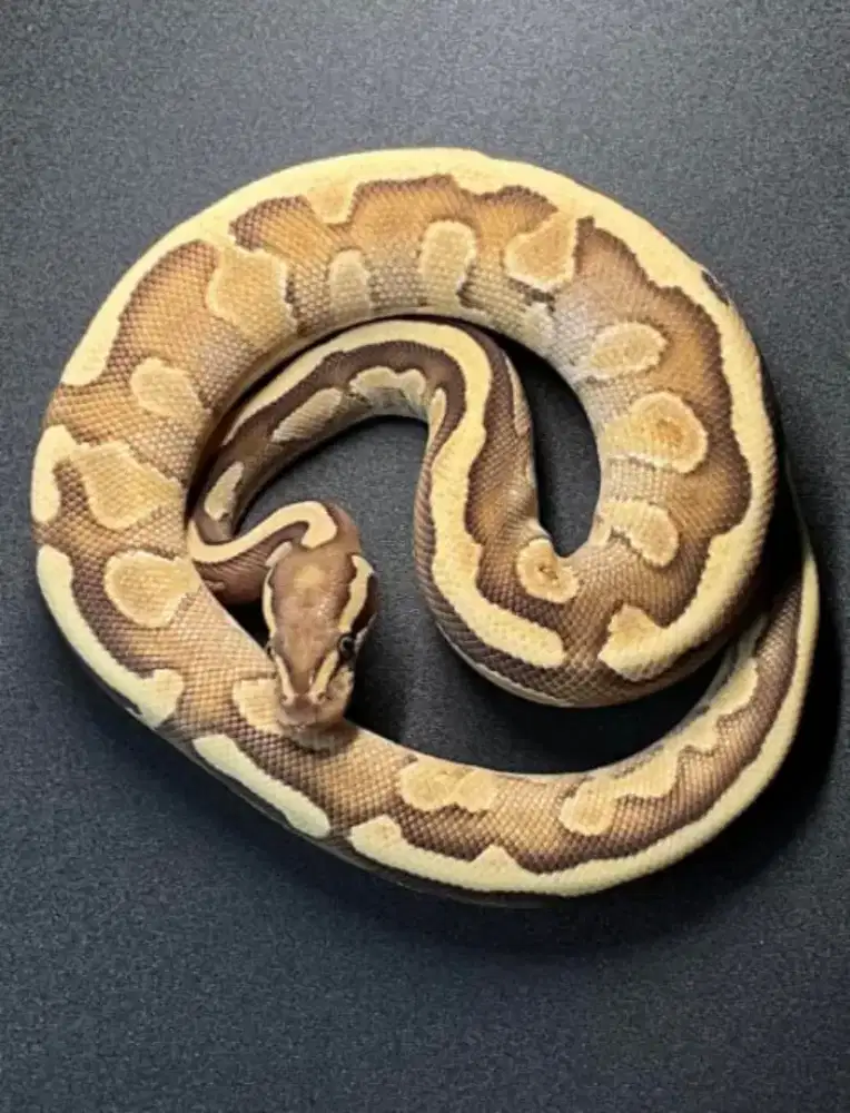 Ular Ballpython 3gen